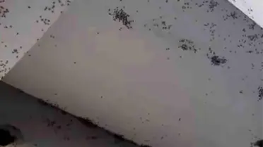 Siirt'te Sinek İstilasına Tepkiler