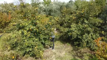 Trabzon Hurmasıyla Daha Fazla Kazanç