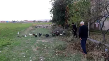Eskişehir'de Mahalleli, Başıboş Köpeklerden Şikayetçi: Tavukları Korumak İçin Çobanlık Yapıyorlar