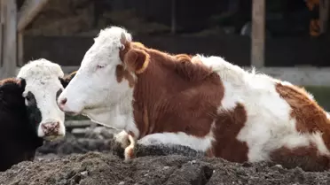 Mudurnu'da Şap Hastalığı Nedeniyle Karantina
