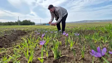 O ilimiz resmen şaha kalkacak! Fiyatını duyanlar ''yok artık'' diyor
