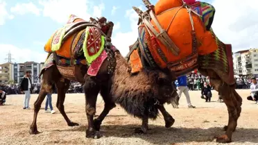 Buldan Deve Güreşleri Şap Hastalığı Nedeniyle İptal Edildi