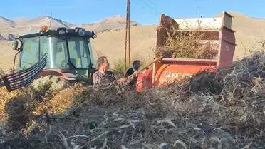 Doğanşehir'de Kuru Fasulye Hasadı Başladı