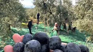 Katırlı Dağları'nda Zeytin Hasadı Başladı