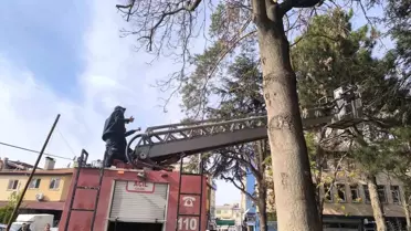 Çam Ağacında Mahsur Kalan Kedi İtfaiye Ekipleri Tarafından Kurtarıldı