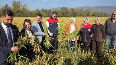 Düzce'de Konuralp Pirinci Hasat Şenliği
