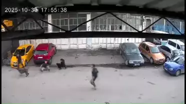 Sokak Köpeği Çocuğa Saldırdı