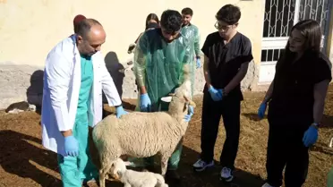 Koyun Yetiştiriciliğinde Yeni Başarı