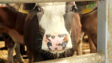 Mudurnu'da Şap Hastalığı Karantinası