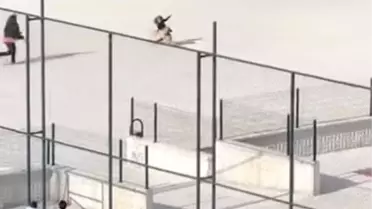 Çorum'da Okul Bahçesinde Köpek Paniği