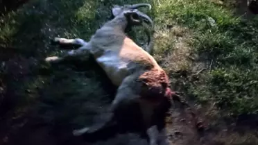 Yaban Keçisi Avlayanlara 1.88 Milyon TL Ceza