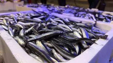 Erzincan'da Balık Sezonu Açıldı