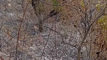 Mersin'de Yangın Sonucu Yaşlı Adam Hayatını Kaybetti