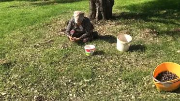 Karaburun'da Furma Zeytini Hasadı Heyecanı