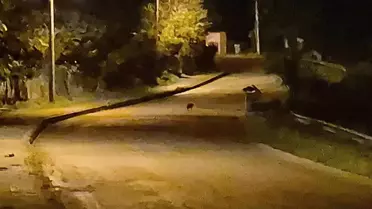 Bartın'da Çakal Yavruları Şehirde Görüntülendi