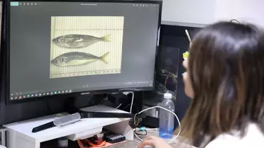 Akademisyenler Karadeniz'de bazı balık türlerinde mikroplastikleri araştırdı