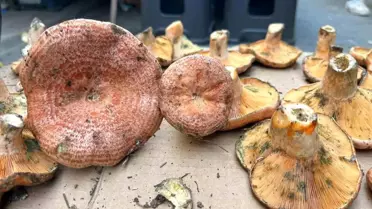 Aydın'da Çıntar Mantarının Fiyatı 500 Lira