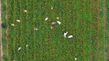 Bafra'da Kapya Biber Hasadı Devam Ediyor