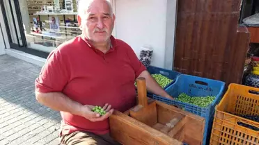 Balıkesir'de Zeytin Hasadı ve Kırma Sezonu Başladı