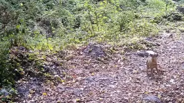 Sonbahar Yapraklarında Çakal