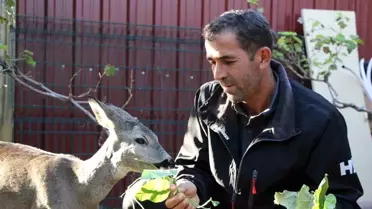 Muhtar, Yavru Karacayı Sahiplendi