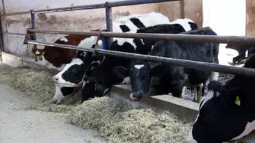 Sivas'ta Süt Üretim Çiftliği Kuruldu