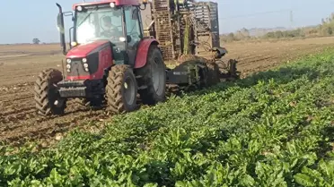 Keşan'da Pancar Hasadı Devam Ediyor