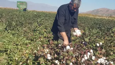 Gaziantep'te Pamuk Hasadı Başladı