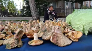 Tavşanlı'da Melki Mantarına Büyük İlgi