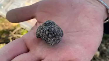 Nallıhan'da Trüf Mantarları ve Yapay Zeka Projesi