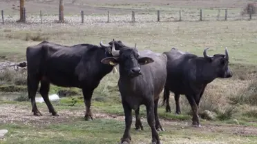 Ordu, Halk Elinde Anadolu Mandası Islahı Projesi kapsamına alındı