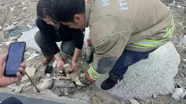 Antakya'da Rögar İçinde Mahsur Kalan Yavru Köpek Kurtarıldı