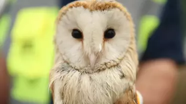 Arifiye'de Baykuş Kurtarıldı