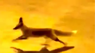 Tilki Şehir Merkezinde Görüntülendi