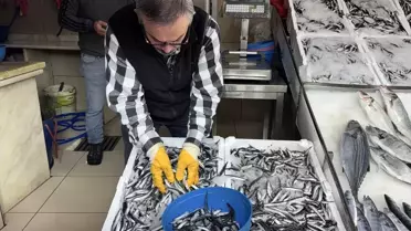 Sinop'ta Hamsi Fiyatları Düştü