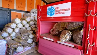 Sivas'ta Patates Türleri Araştırılıyor