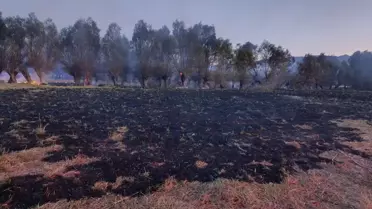 Suşehri'nde Anız Yangını: 200 Ağaç Yandı