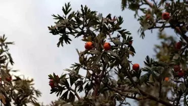 Yelkenli Köyü'nde Alıç Hasadı Zorlaştı