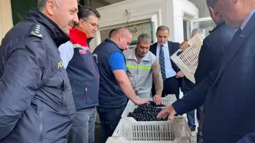 Şarköy'de Zeytin Hasadı Etkinliği