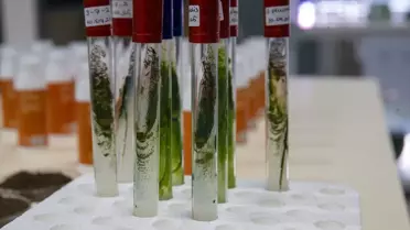 Türk Bilim İnsanlarından Doğal Güneş Kremi