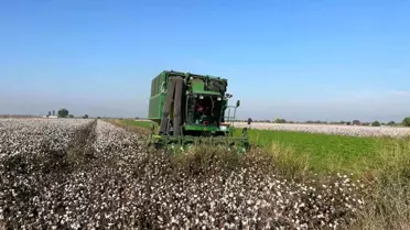 Pamuk Üreticileri Yağışlar Nedeniyle Zarar Ediyor