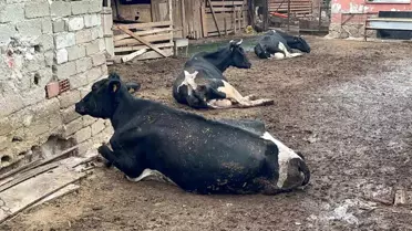 Şap Hastalığı Çiftçiyi Vurdu