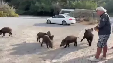 Yaban Domuzu Tatilcinin Kolunu Isırdı