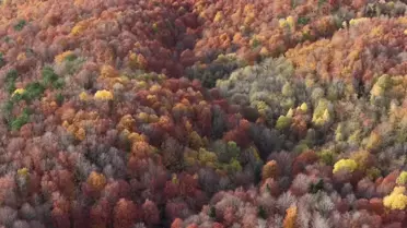 Mengen Ormanları Sonbahar Renklerine Büründü