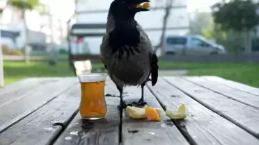 Otobüs kaptanı ile kargası arasındaki dostluk