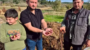 Buldan’da Kestane Hasadı Başladı