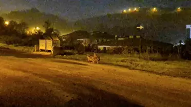 Bartın'da Çakallar Sürü Halinde Görüldü