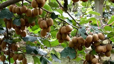 Çarşamba'da Kivi Hasadı Başladı