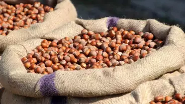 Ferrero'nun Fındık Manipülasyonu İddiası