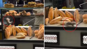 Fırında mide bulandıran görüntü: Dükkan sahibini 10 bin dolarlık teklif kurtaramadı